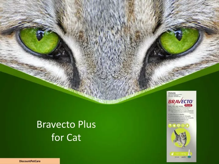 bravecto plus for cat