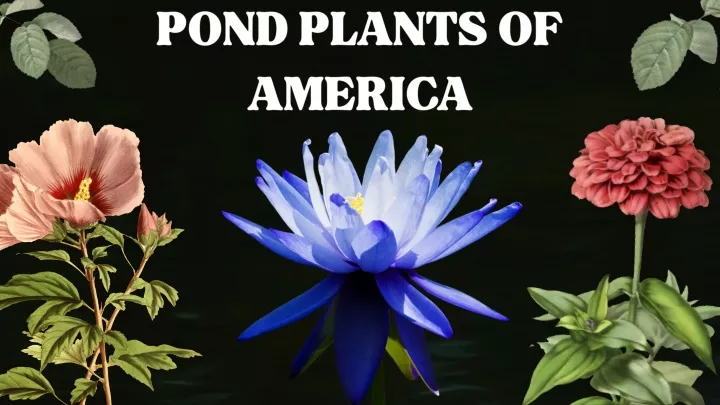 pond plants of america