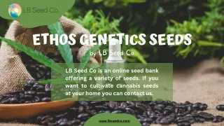 Get Ethos Genetics Seeds - LB Seed Co