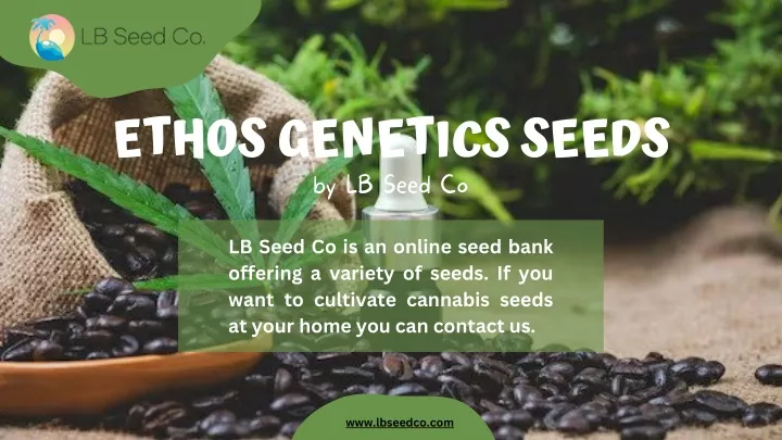 ethos genetics seeds by lb seed co