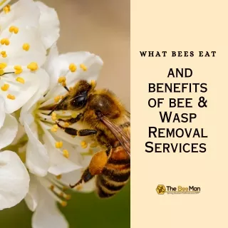 explore bee diet and benefit of bee and wasp removal (Instagram Post (Square))