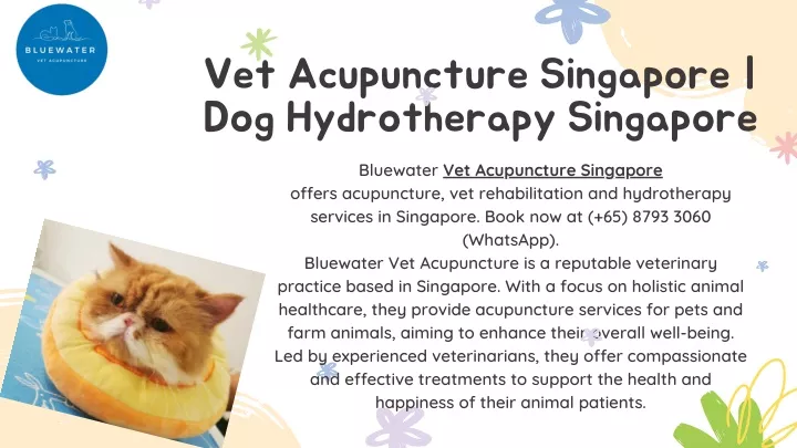 vet acupuncture singapore dog hydrotherapy