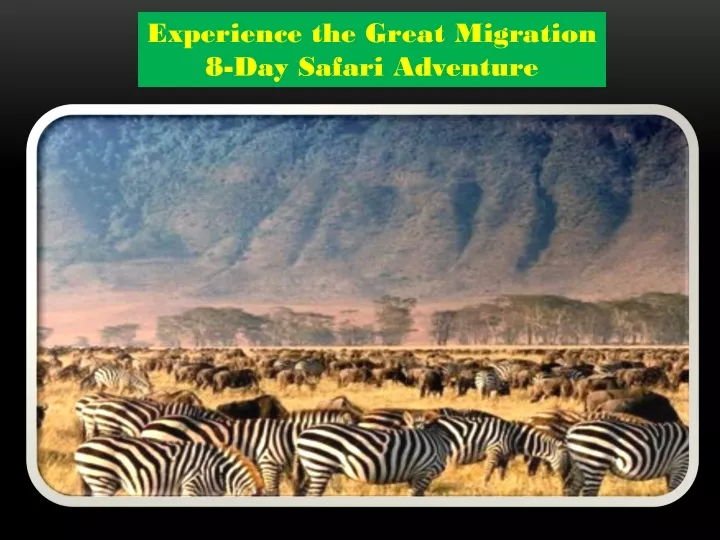experience the great migration 8 day safari