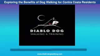 Exploring the Benefits of Dog Walking for Contra Costa Residents