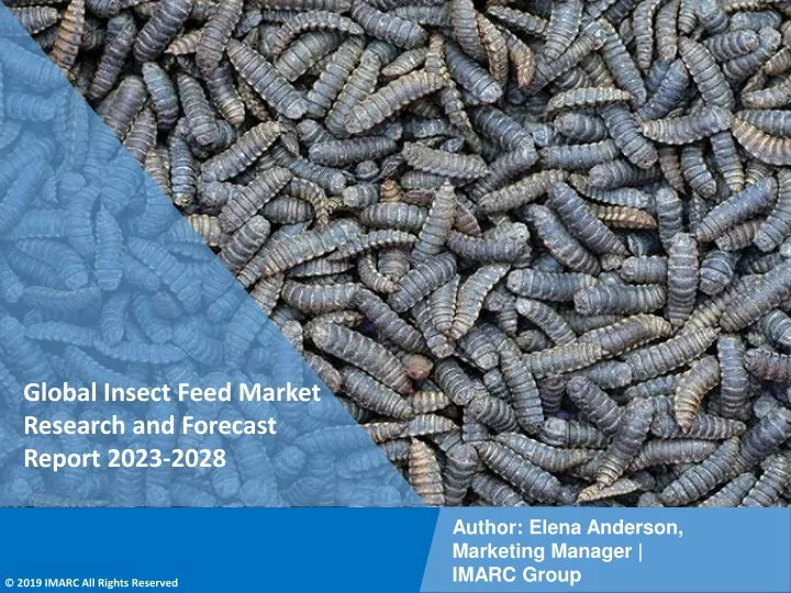 global insect feed market research and forecast