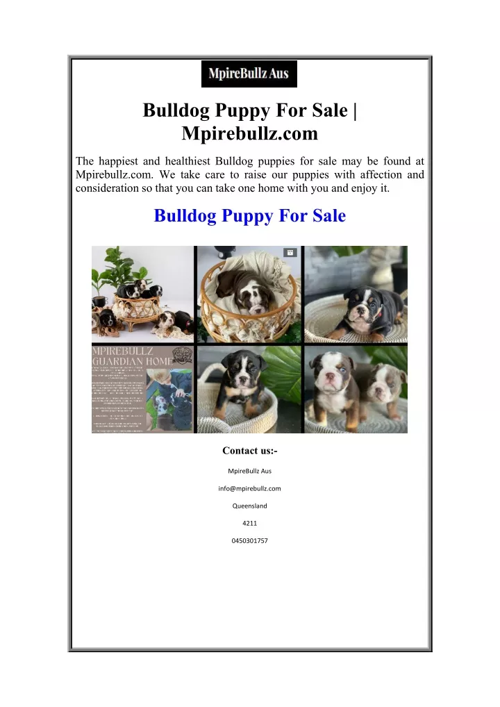 bulldog puppy for sale mpirebullz com