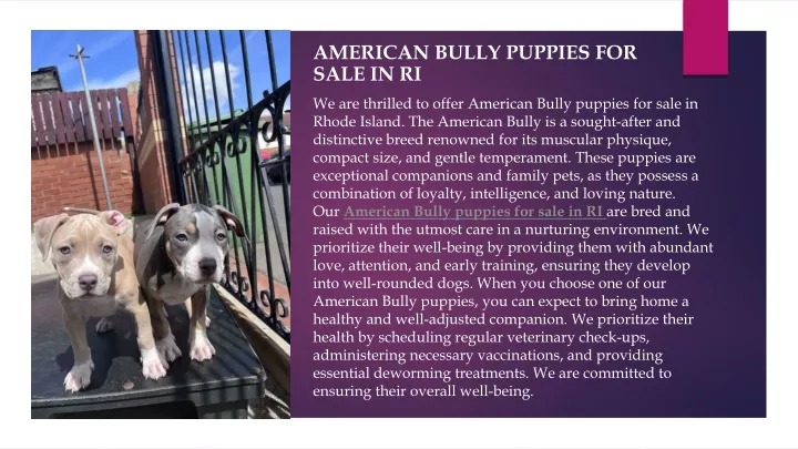 american bully puppies for sale in ri
