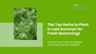 The Top Herbs to Plant in Late Summer for Fresh Seasonings
