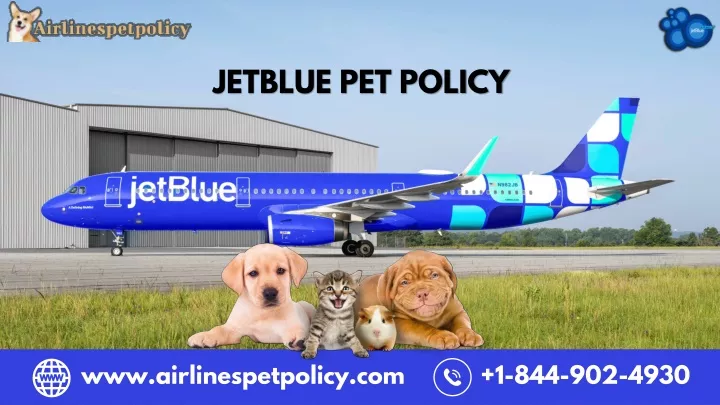 jetblue pet policy