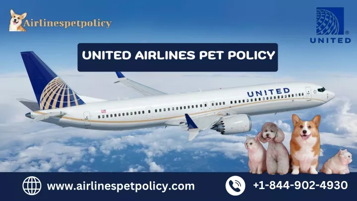 united airlines pet policy
