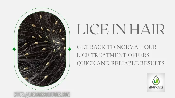 lice in hair