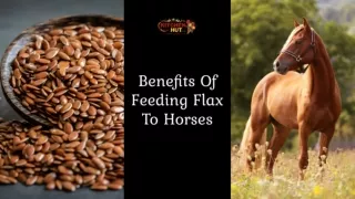Benefits of Feeding Flax to Horses - Spice Suppliers In South Africa - Kitchenhutt Spices