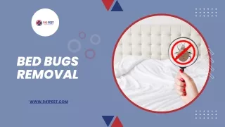 Bed Bugs Removal | 941 Pest