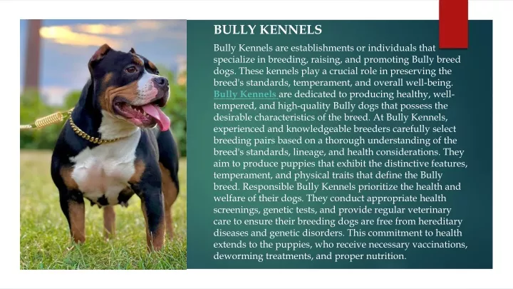 bully kennels