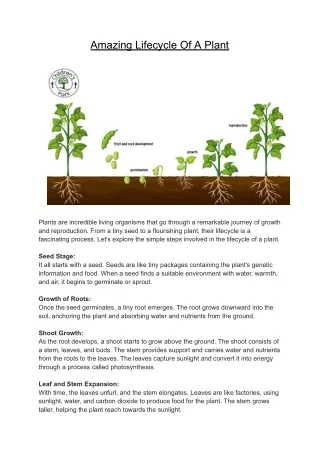 Amazing Lifecycle Of A Plant