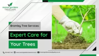 Bromley Tree Services Expert Care for Your Trees