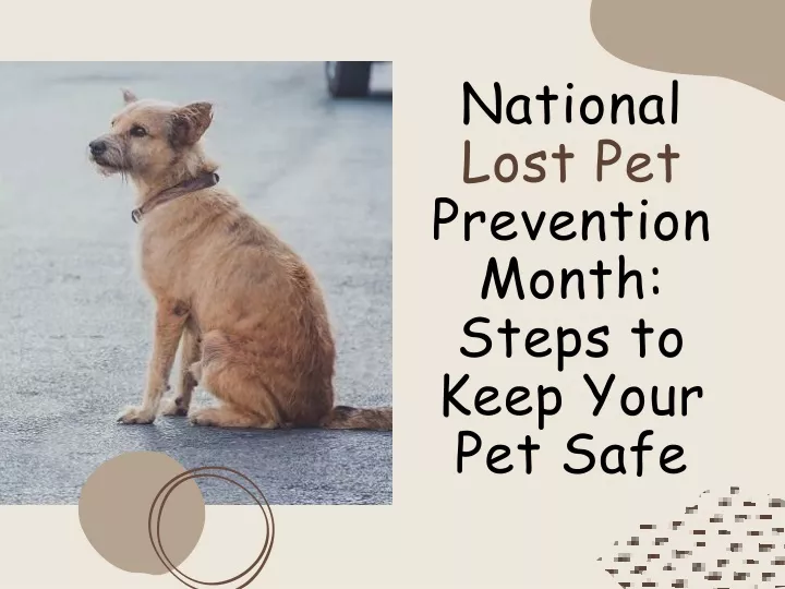 national lost pet prevention month steps to keep
