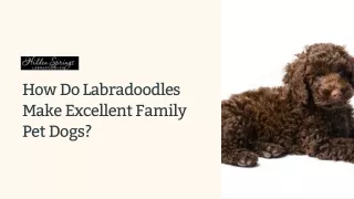 How-Do-Labradoodles-Make-Excellent-Family-Pet-Dogs