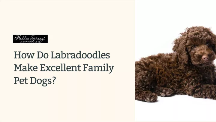 how do labradoodles make excellent family pet dogs