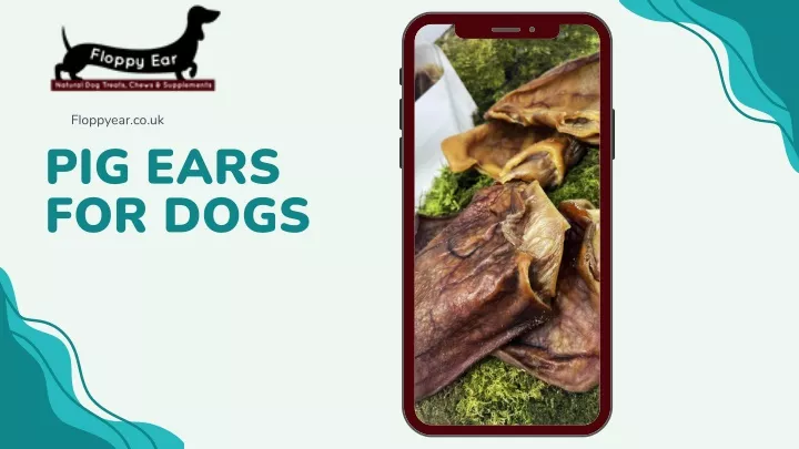 floppyear co uk pig ears for dogs