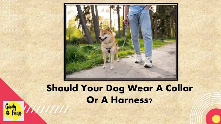 should your dog wear a collar or a harness