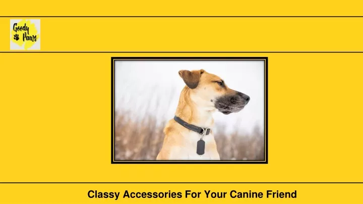 classy accessories for your canine friend