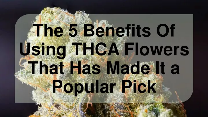 the 5 benefits of using thca flowers that has made it a popular pick