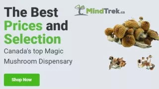Buy Magic Mushrooms (mindtrek)