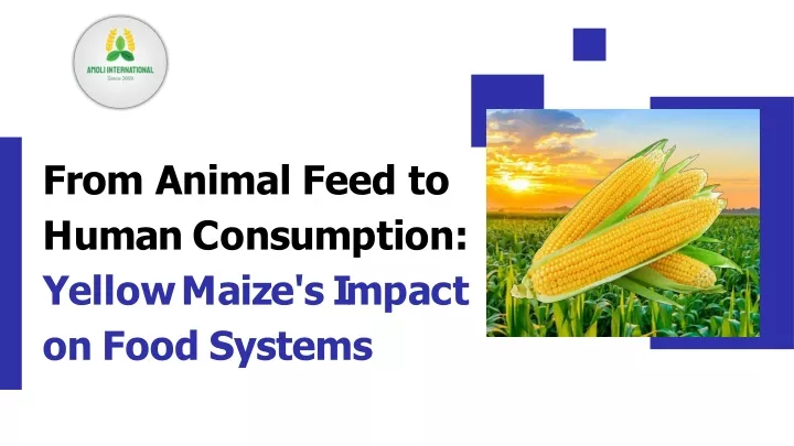 from animal feed to human consumption yellowmaize