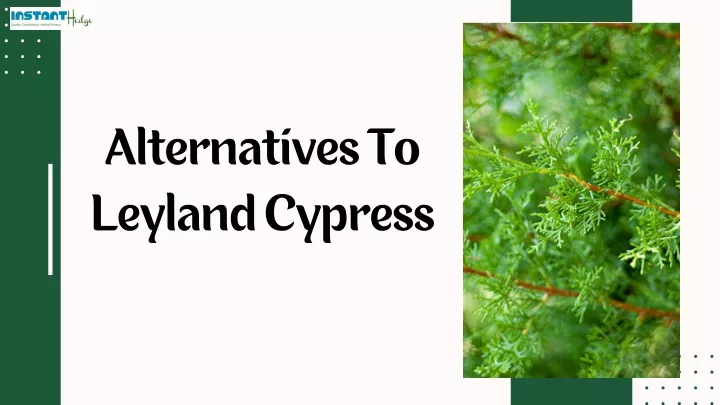 alternatives to leyland cypress
