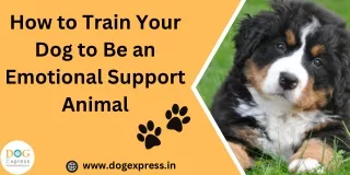 How to Train Your Dog to Be an Emotional Support Animal