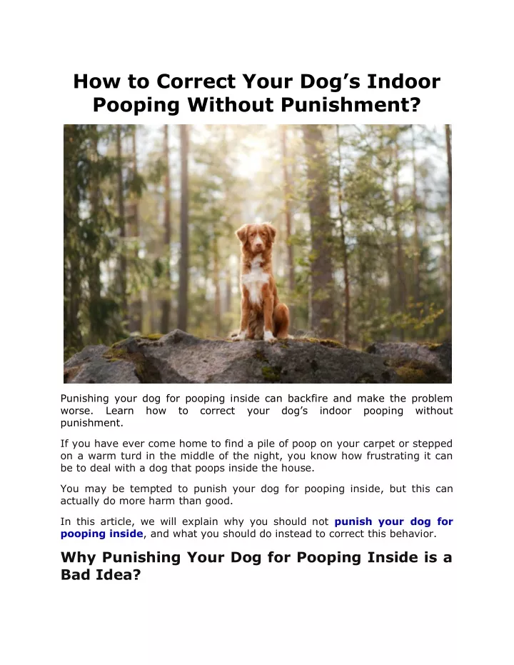 how to correct your dog s indoor pooping without