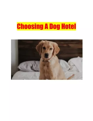 Choosing A Dog Hotel