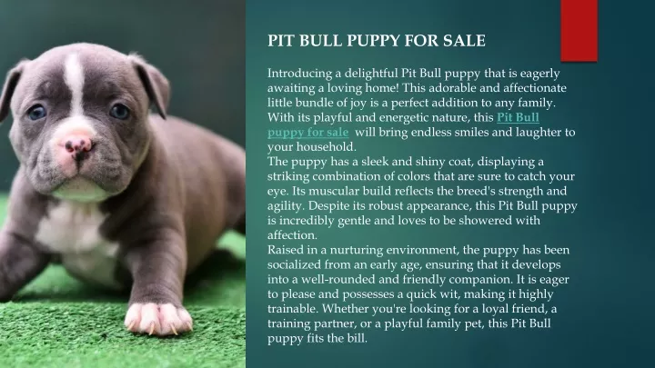 pit bull puppy for sale
