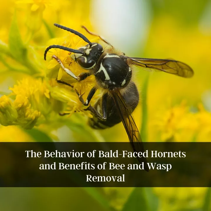 the behavior of bald faced hornets and benefits