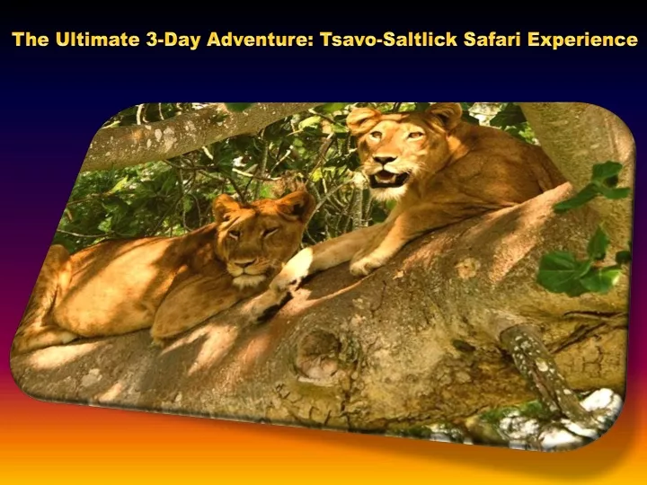 the ultimate 3 day adventure tsavo saltlick