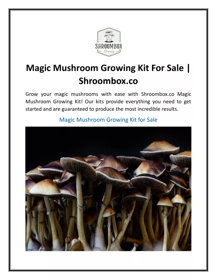 magic mushroom growing kit for sale shroombox co