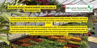 Stunning winter hanging baskets may be seen in Worcestershire