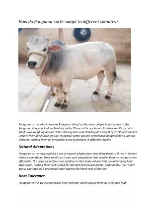 How do Punganur cattle adapt to different climates?