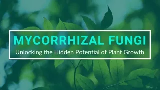 Take Your Agricultural Practices To The Next Level With Our Mycorrhizae Fungi