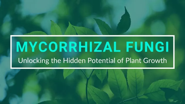 mycorrhizal fungi unlocking the hidden potential