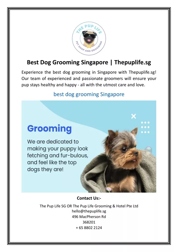 best dog grooming singapore thepuplife sg