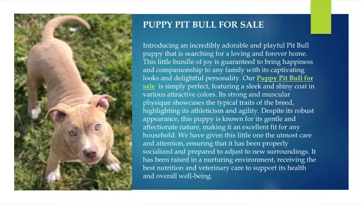 puppy pit bull for sale