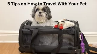 5 Tips on How to Travel With Your Pet