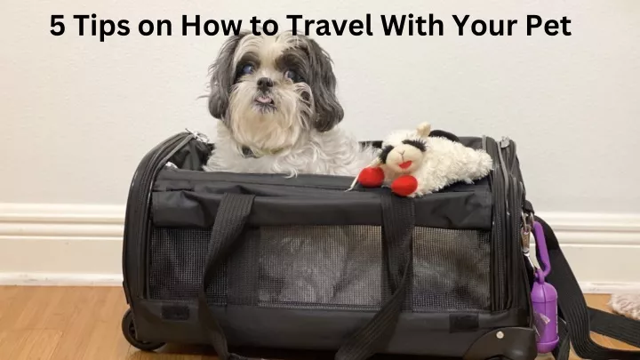 5 tips on how to travel with your pet
