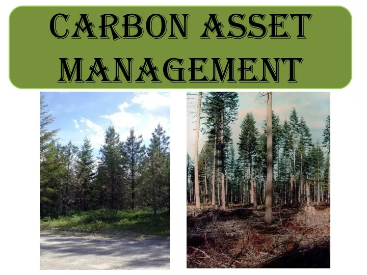 carbon asset management