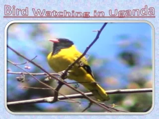 Bird Watching in Uganda