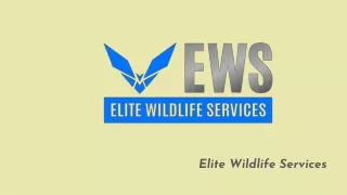 Bat Removal Near Me - Elite Wildlife Services