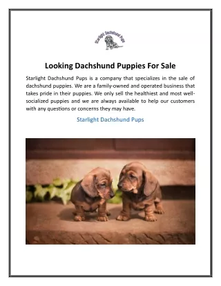 Looking Dachshund Puppies For Sale