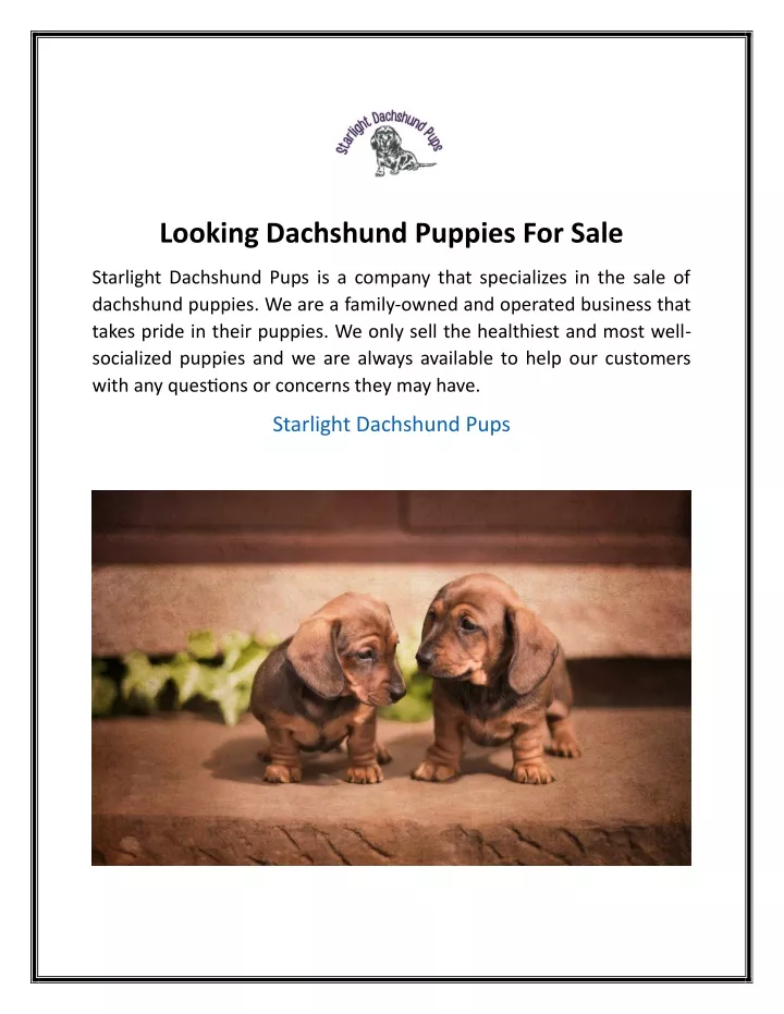 looking dachshund puppies for sale
